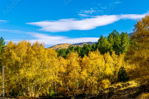 scenic autumn landscape of green and yellow forest with beautiful blue cloudy sky on background