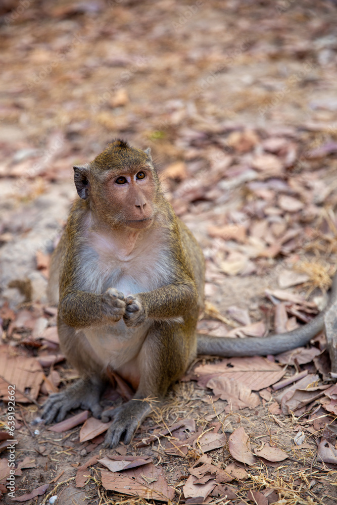 Naklejka premium Monkey begging for food