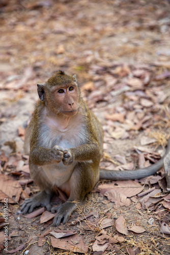 Monkey begging for food