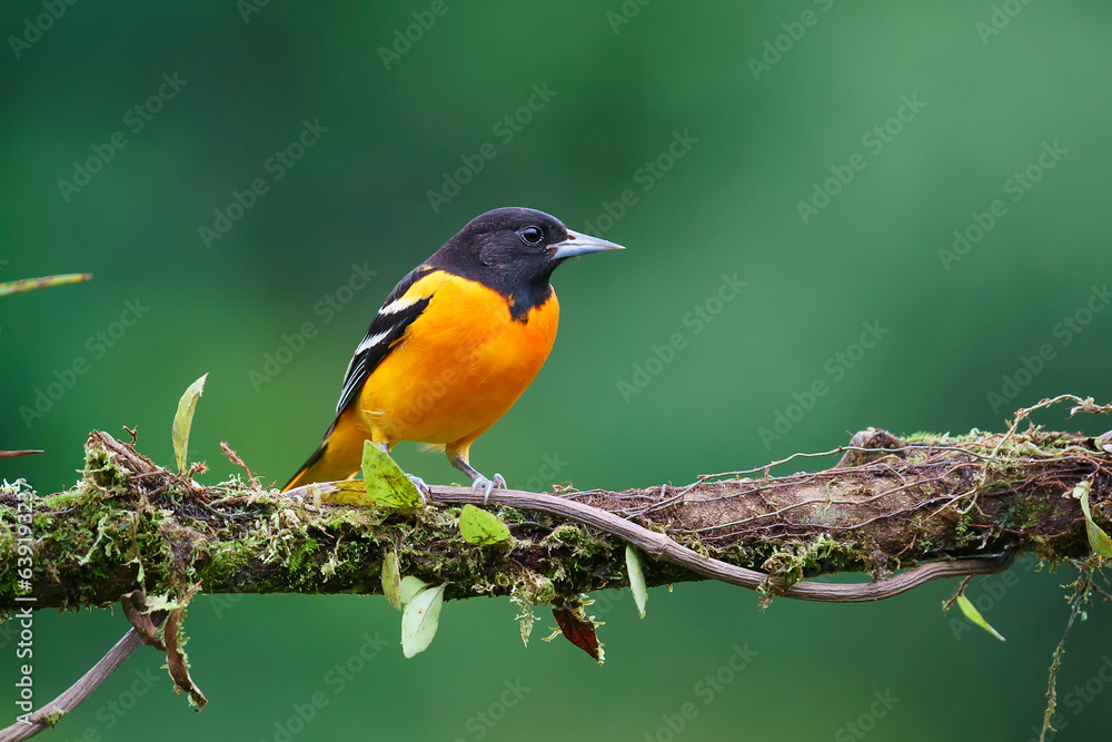 Baltimore oriole (Icterus galbula) in the wild Baltimore oriole (Icterus galbula) in the wild