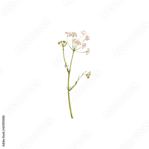 watercolor drawing plant of Caraway, meridian fennel with leaves and flower , Persian cumin isolated at white background, natural element, hand drawn botanical illustration