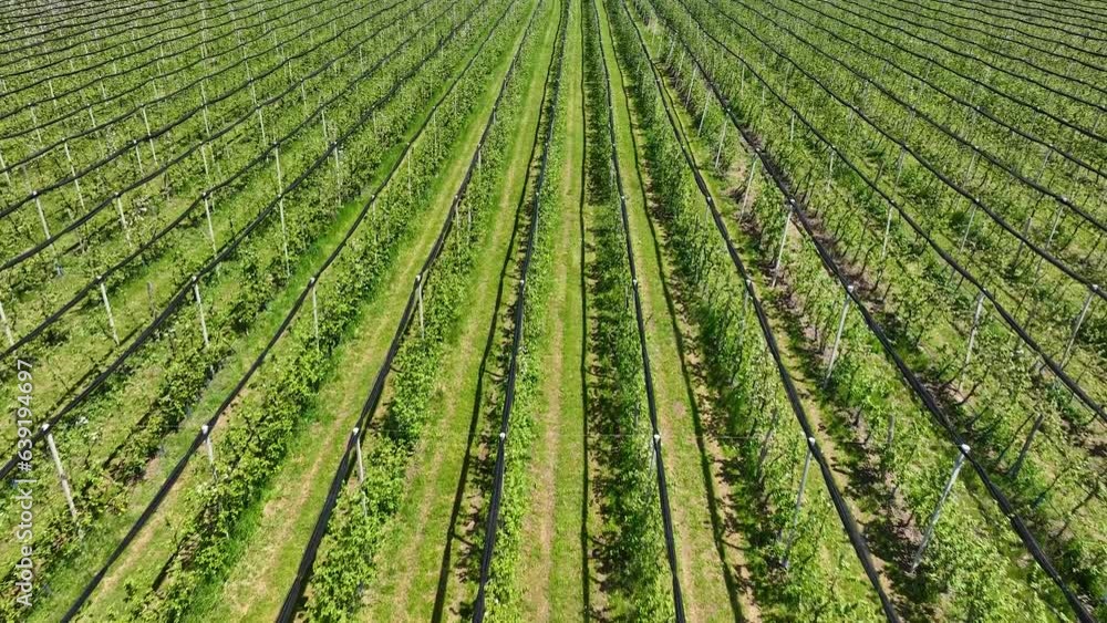 An apple orchard planted using modern horticultural techniques. Drone view. Green garden planting with a protective structure. Overhead view of the long rows of apple trees in the orchard An apple orchard planted using modern horticultural techniques. Drone view. Green garden planting with a protective structure. Overhead view of the long rows of apple trees in the orchard