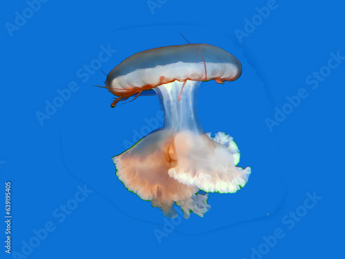 Big pink jellyfish background, marine photography, sea nature