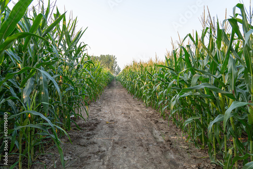  green corn plant growing in corn plantation field on rural road