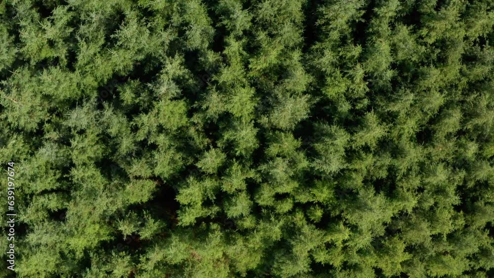 Stationary overhead aerial shot of Dense conifer trees blowing in the wind