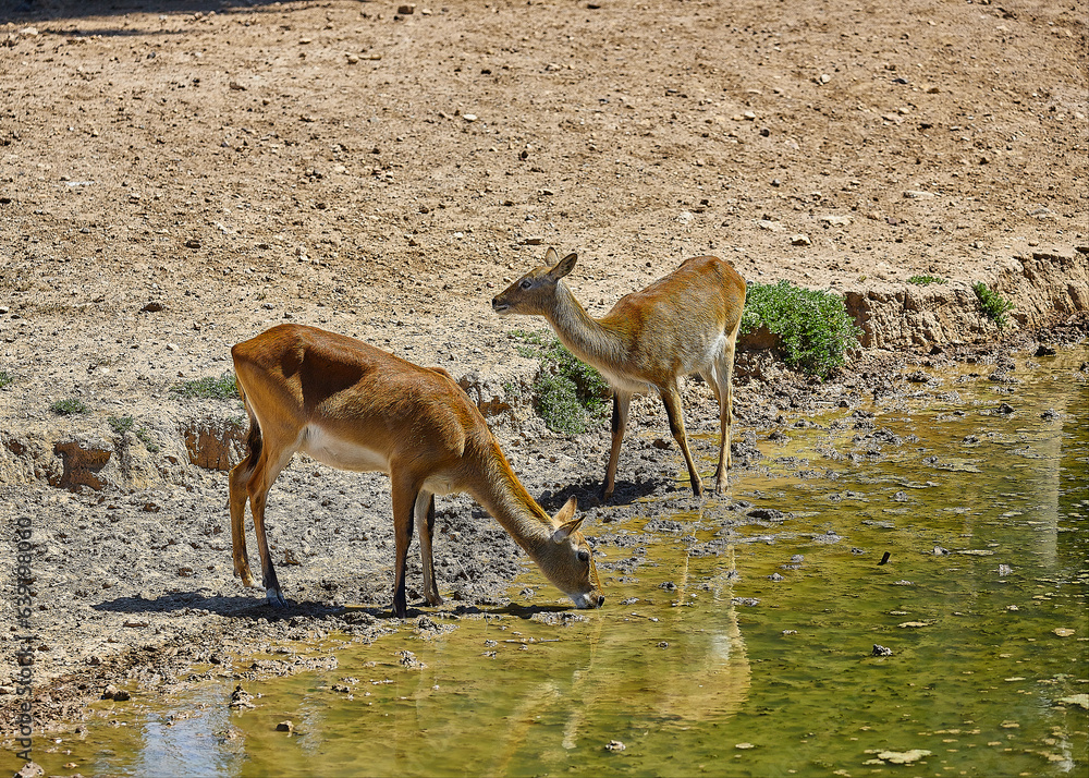Obraz premium African reserve of the Seigean region in the south of France.