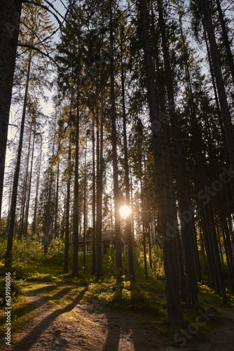Beautiful forest sunset pines sunlight