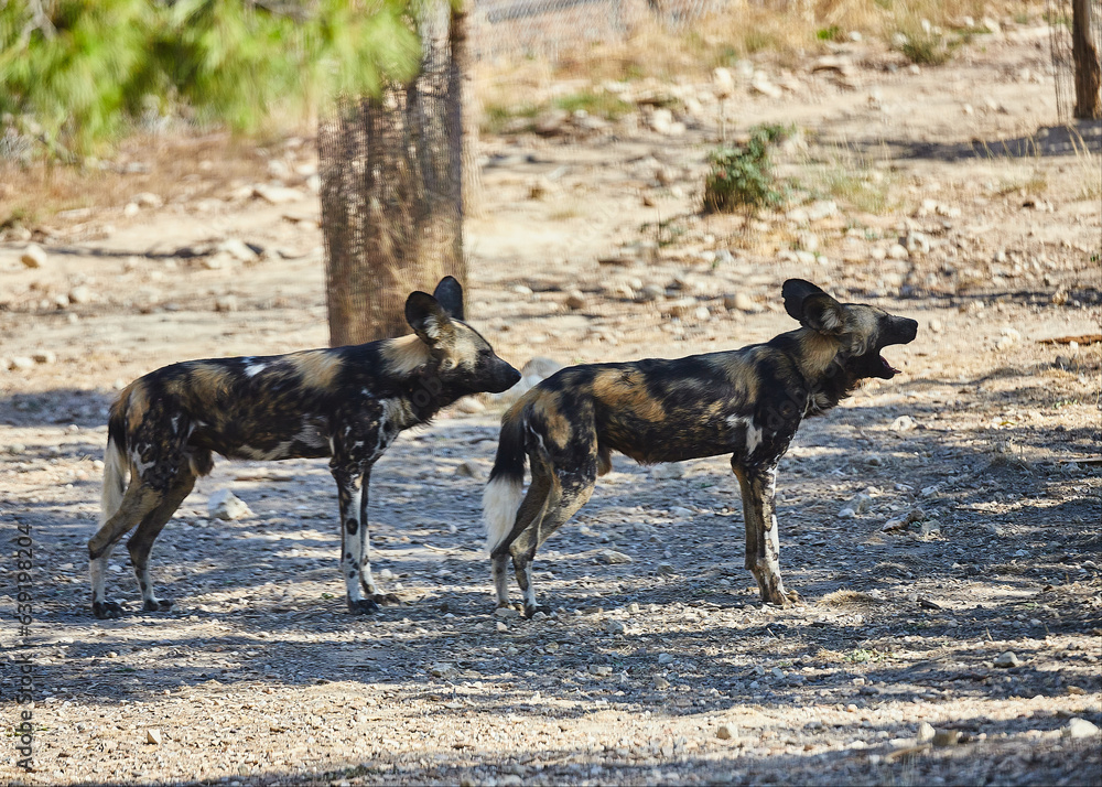 Fototapeta premium African reserve of the Seigean region in the south of France.