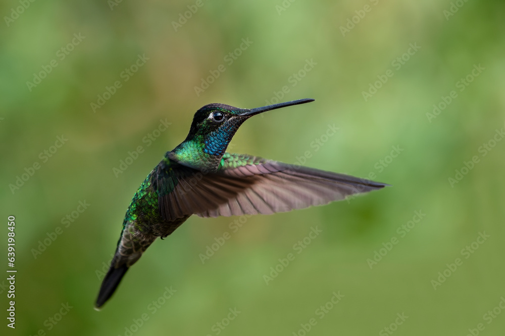 Fototapeta premium The fiery-throated hummingbird is a species of hummingbird in the Lampornithini 