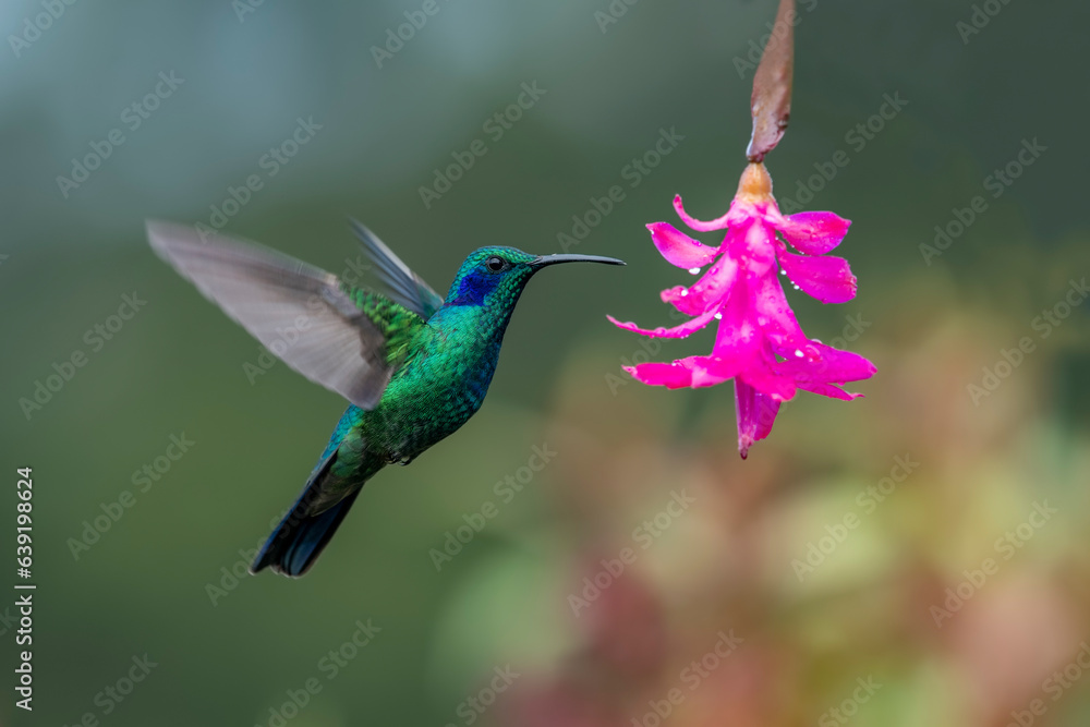 Obraz premium The fiery-throated hummingbird is a species of hummingbird in the Lampornithini 