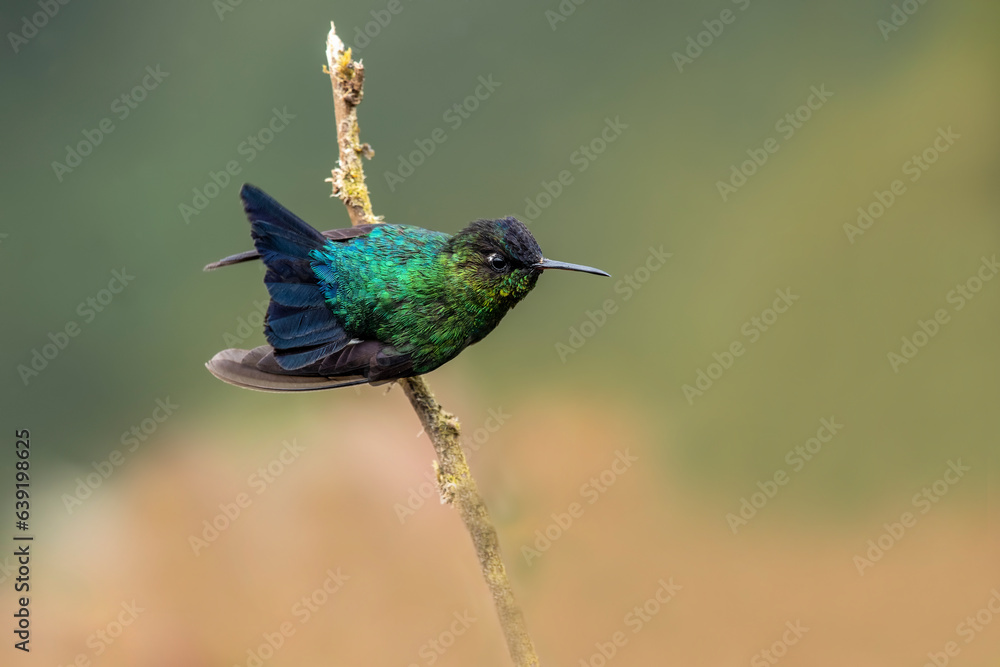 Fototapeta premium The fiery-throated hummingbird is a species of hummingbird in the Lampornithini 