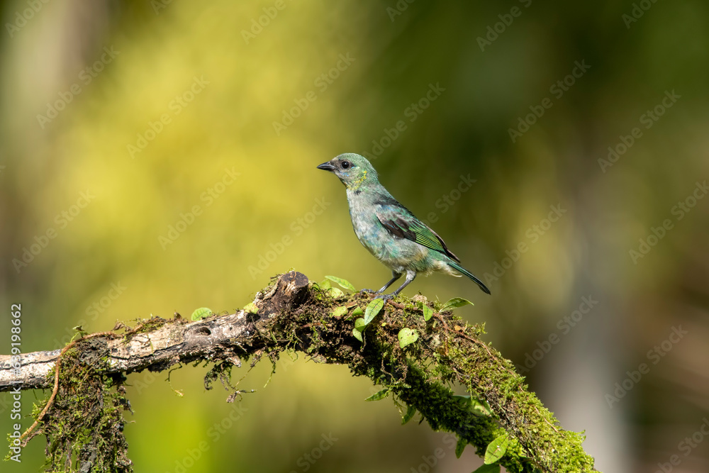 Golden-hooded tanager in natural setting Golden-hooded tanager in natural setting