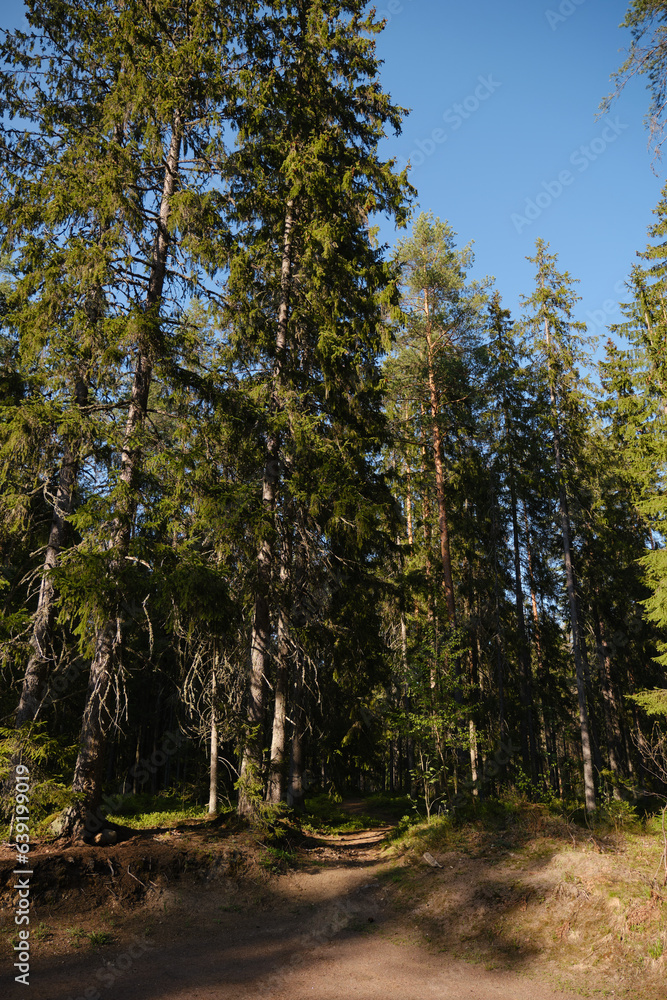 Fototapeta premium Beautiful forest sunset pines woods