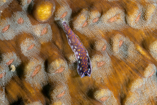 Flatworm Pseudobiceros sp. Raja Ampat Indonesia