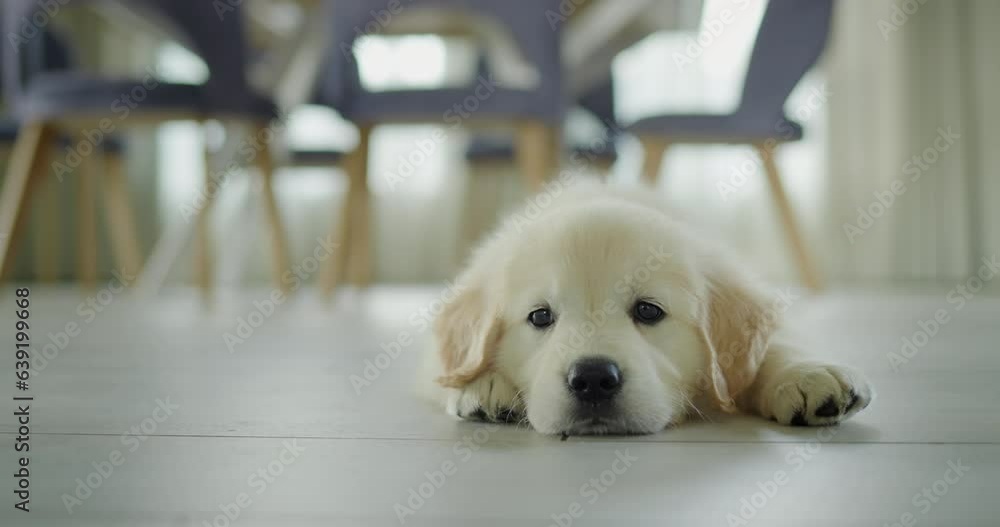 A cute puppy lies on the floor in the dining room, waiting for a tasty treat from the owner A cute puppy lies on the floor in the dining room, waiting for a tasty treat from the owner