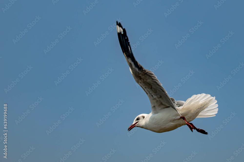 Seagull in flight, flying in the sky single or group chasing after food around. Seagull in flight, flying in the sky single or group chasing after food around.