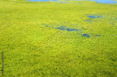 Ruppia maritima, Limu, Ruppie, Marais salants, Guerande, 44, Loire Atlantique, France photo