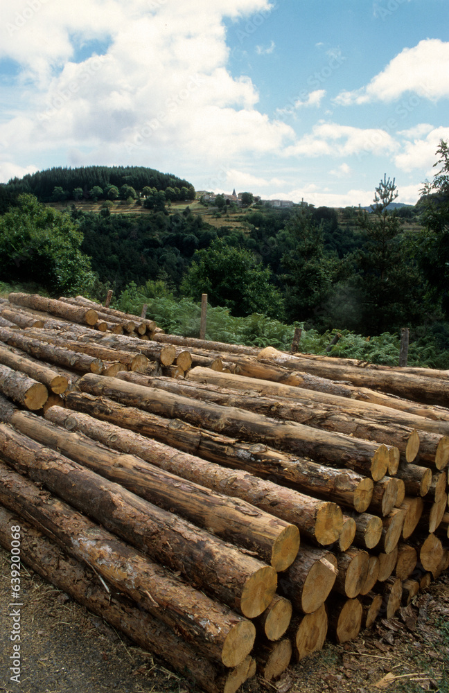 Coupe de bois, Picea abies , Sapin, Epicea commun Coupe de bois, Picea abies , Sapin, Epicea commun