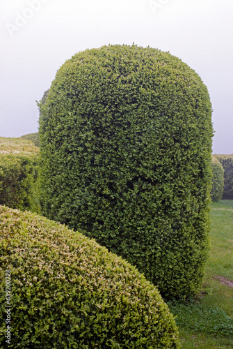 Buxus sempevirens, Buis, Les jardins suspendus, chateau de Marqueyssac, 24, Dordogne, France