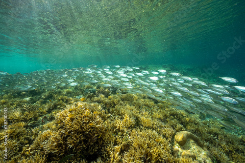 Fototapeta Naklejka Na Ścianę i Meble -  Yellowstrip scad, Selaroides leptolepis, school sheltering over shallow stony corals, Raja Ampat Indonesia.