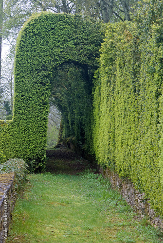 Buxus sempevirens  Buis   Les jardins suspendus  chateau de Marqueyssac  24  Dordogne  France