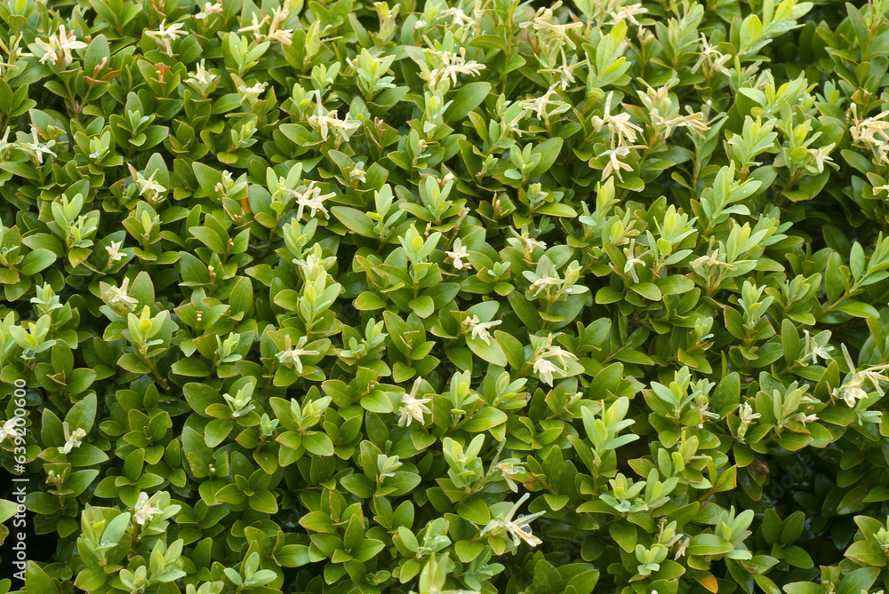 Obraz premium Buxus sempevirens, Buis, Les jardins suspendus, chateau de Marqueyssac, 24, Dordogne, France