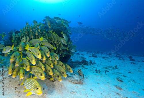Ribbon sweetlips, Plectorhinchus polytaenia, Raja Ampat Indonesia.