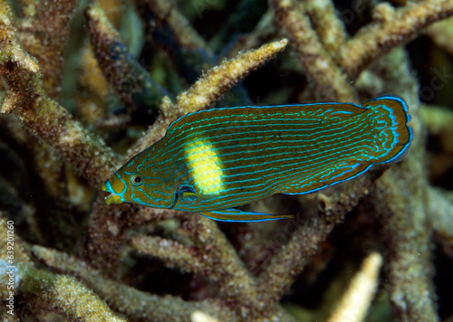 Wallpaper Mural Tubelip wrasse, Labrichthys unilineatus, Raja Ampat Indonesia. Torontodigital.ca