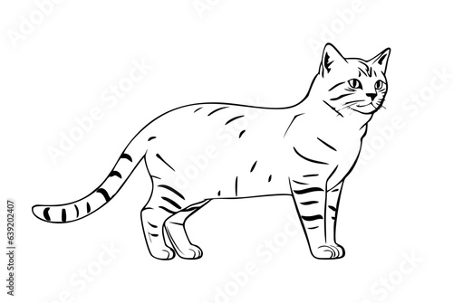 American Shorthair cat pencil drawing coloring book. Vector illustration