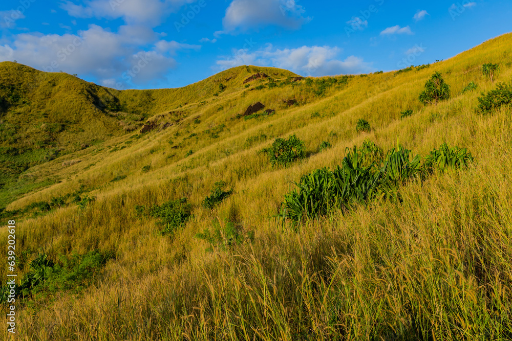 The top of Nacula Island vegetation