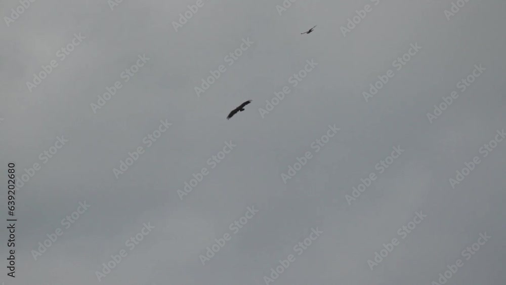 Two large birds of prey soar in the cloudy sky. One bird attacks the second. Slow motion (120fps) Two large birds of prey soar in the cloudy sky. One bird attacks the second. Slow motion (120fps)