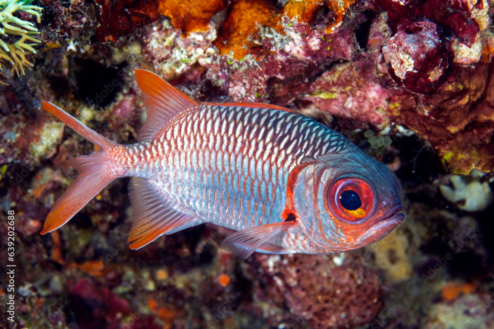 Violet soldierfish, Myripristis violacea, Raja Ampat Indonesia. Violet soldierfish, Myripristis violacea, Raja Ampat Indonesia.