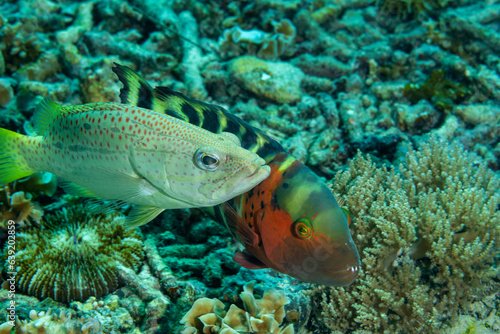 Slender grouper, Anyperodon leucogrammicus, and Redbreasted wrasse, Cheilinus fasciatus, are in a territorial dispute, Raja Ampat Indonesia.