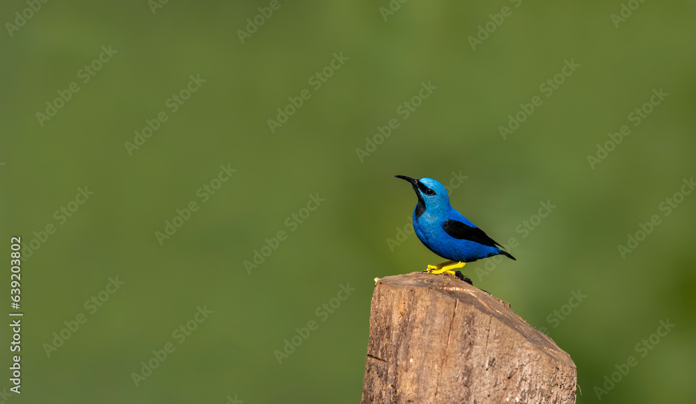 Glowing honey vine is a small bird of the tanager family. It is found in the tropical New World in Central America, from southern Mexico to Panama and northwestern Colombia.