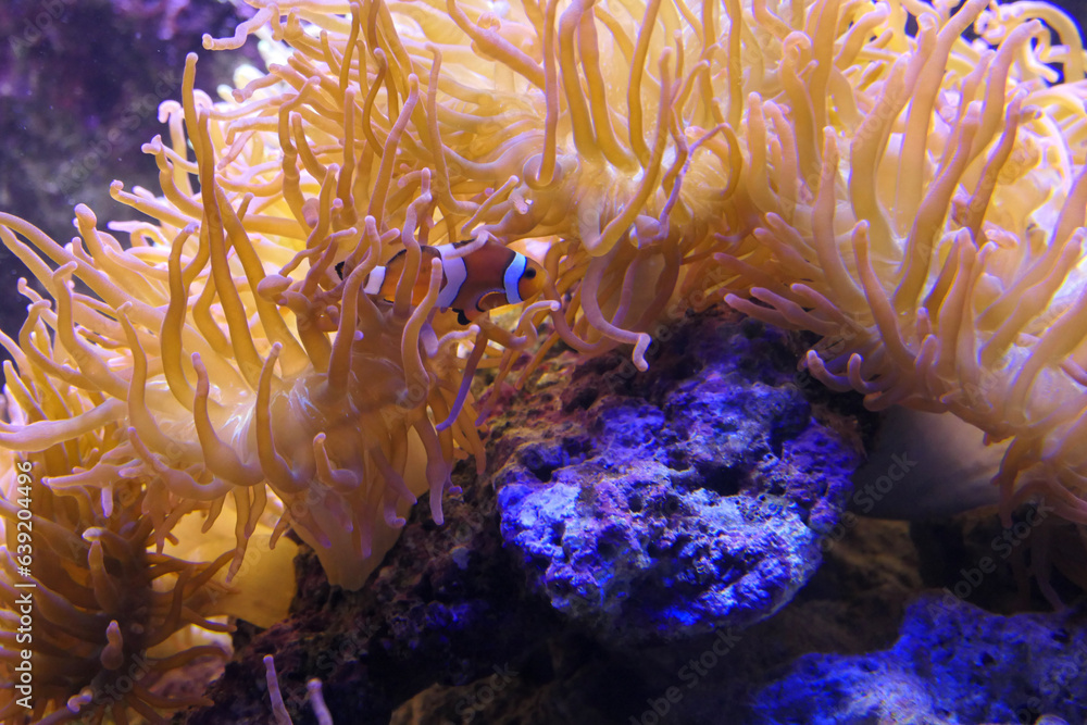 Obraz premium fish in aquarium