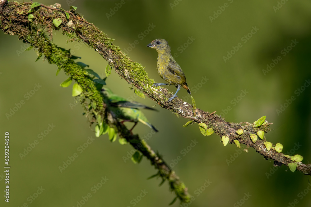 The olive-backed euphonium is a small songbird in the finch family. The olive-backed euphonium is a small songbird in the finch family.