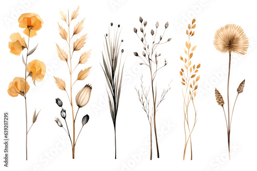 Canvastavla Set of watercolor dried flowers, PNG, transparent background