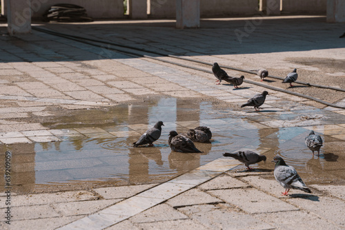 birds cool off in the pond in the square