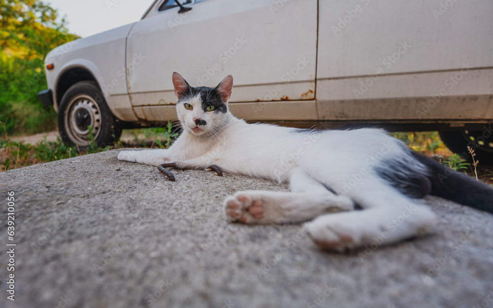 Fototapeta premium Funny black and white cat lying next to a old car in the city and looking at the camera, the problem of street animals and transport