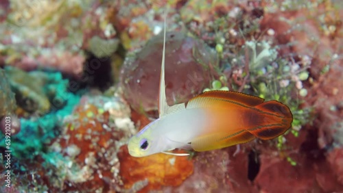  Little tropical fish Fire Dartfish (Nemateleotris magnifica) at the bottom of the sea