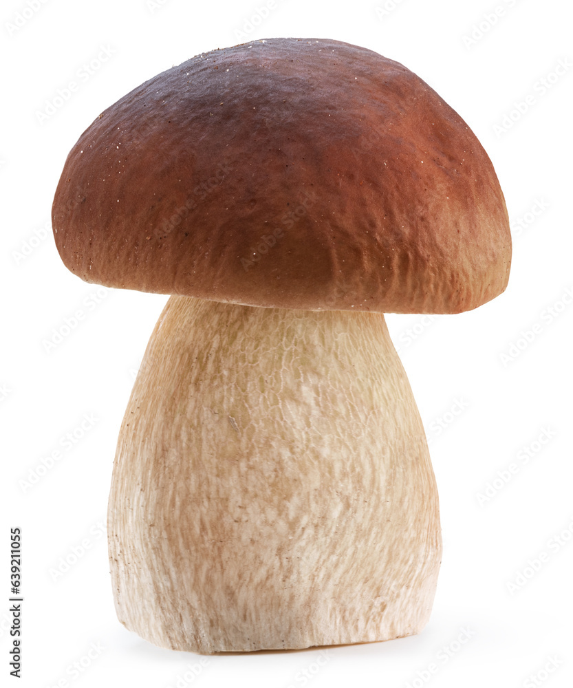 Porcini mushroom on white background. File contains clipping path. Porcini mushroom on white background. File contains clipping path.