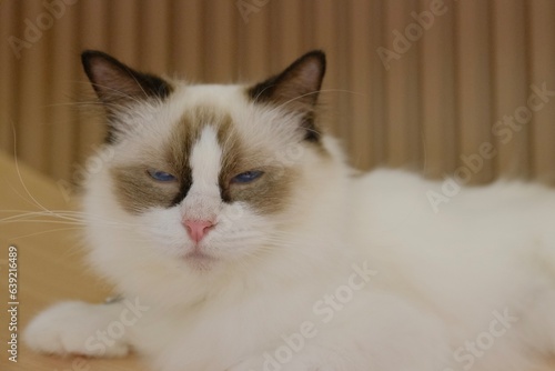 portrait of a cat