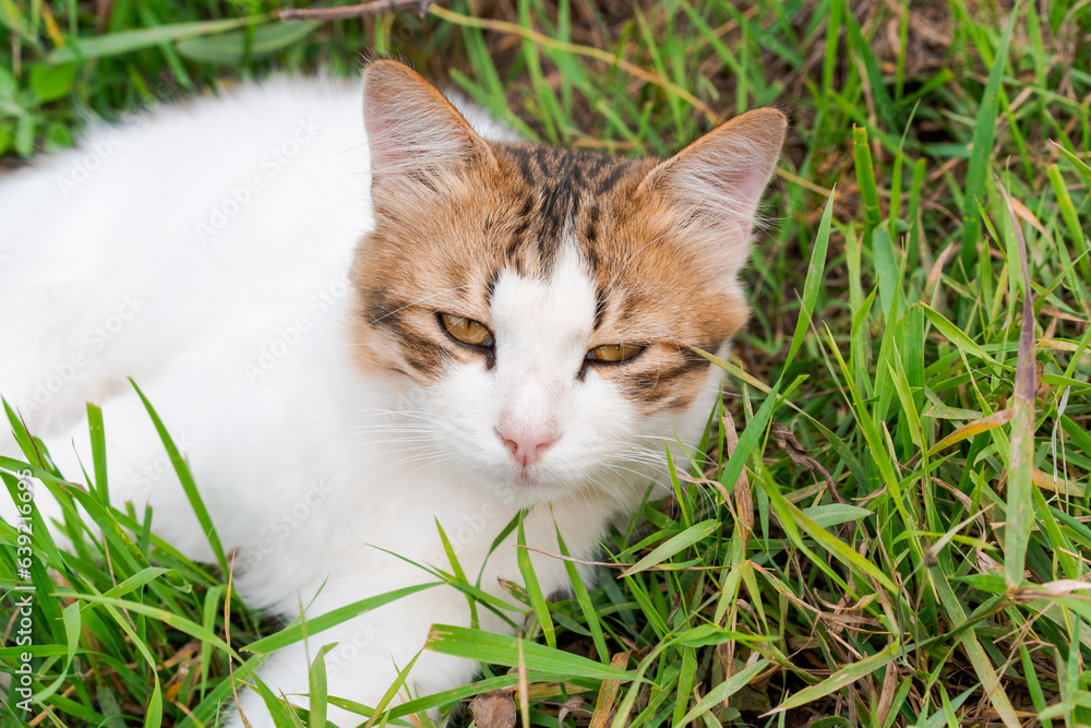 sleepy young cat lies in the grass
