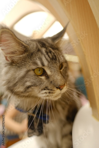 portrait of a cat