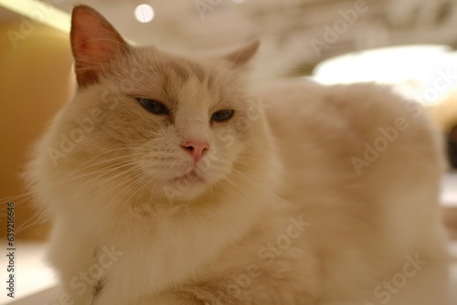 portrait of a cat