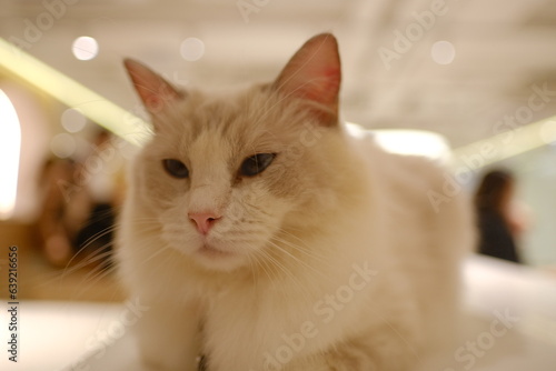 cat