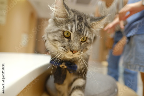 cat