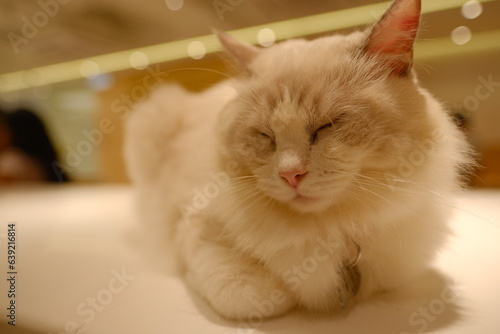 cat on a chair