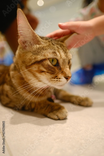 cat