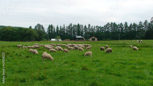 sheep in the field (羊牧場)	